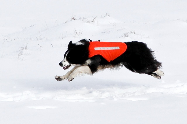 Enthusiasm known no bounds - Border Collie ‘Mist’ airborne on a ‘run-out’